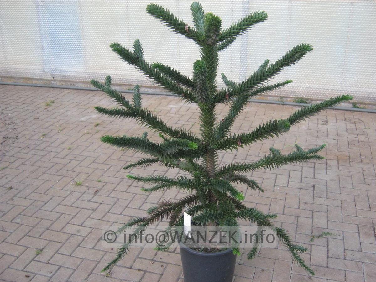 Araucaria araucana  125cm 001.JPG